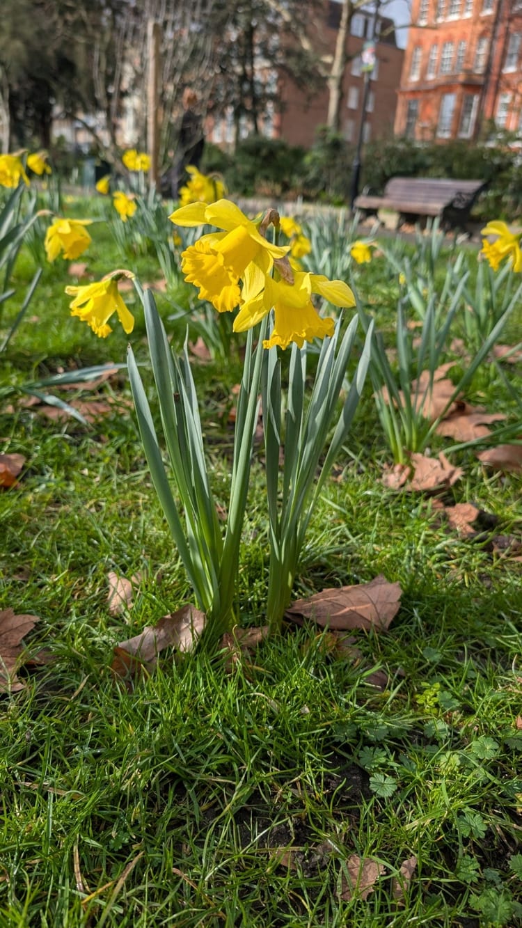 A photo of Chelsea Embankment Gardens