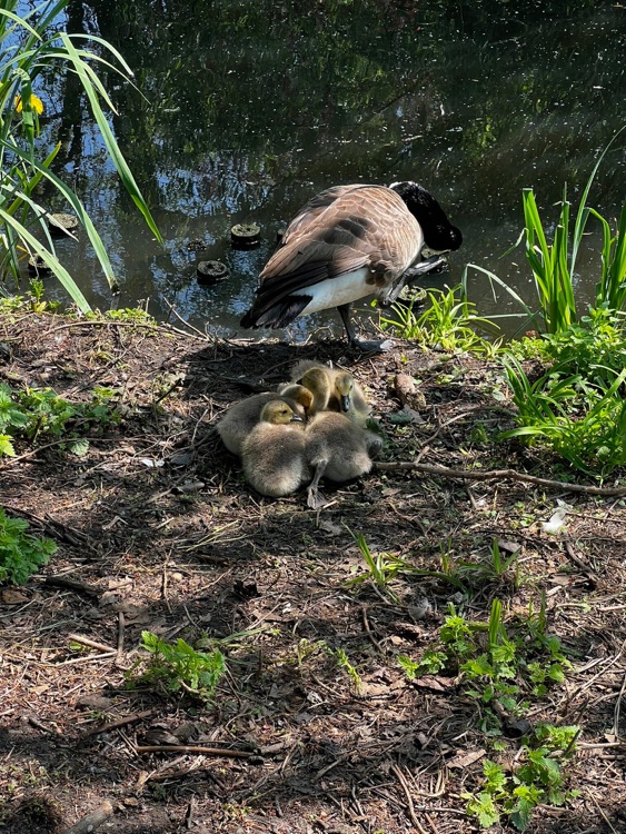 A photo of Ruskin Park