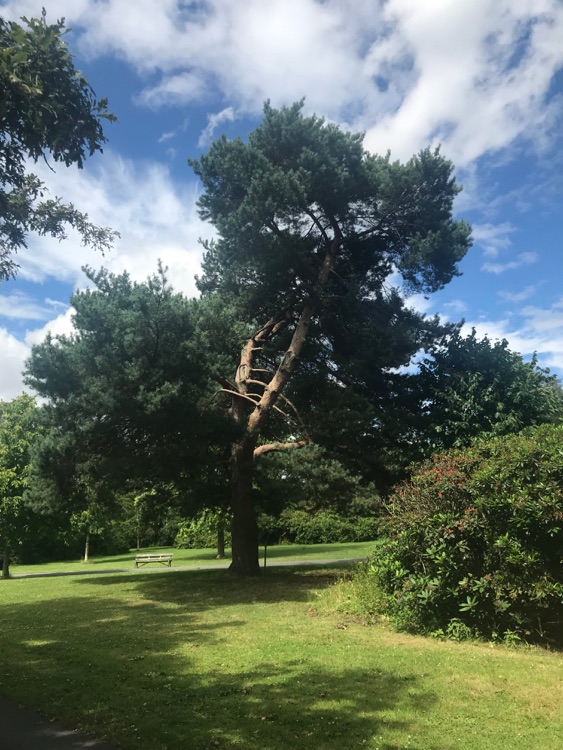 A photo of Dulwich Park