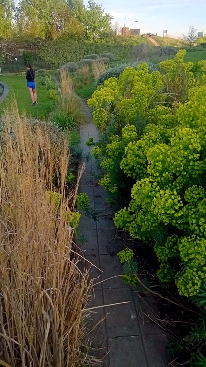 A photo of Mile End Park