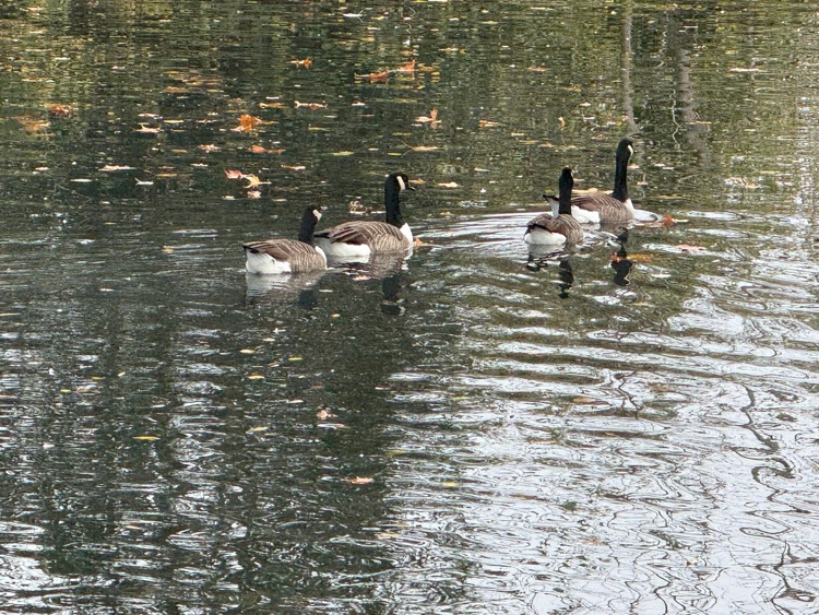 A photo of Victoria Park