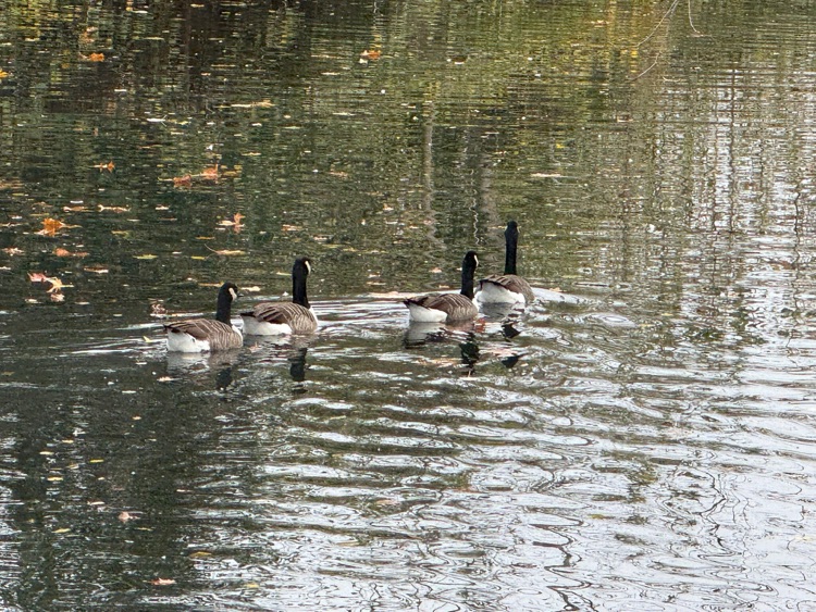 A photo of Victoria Park