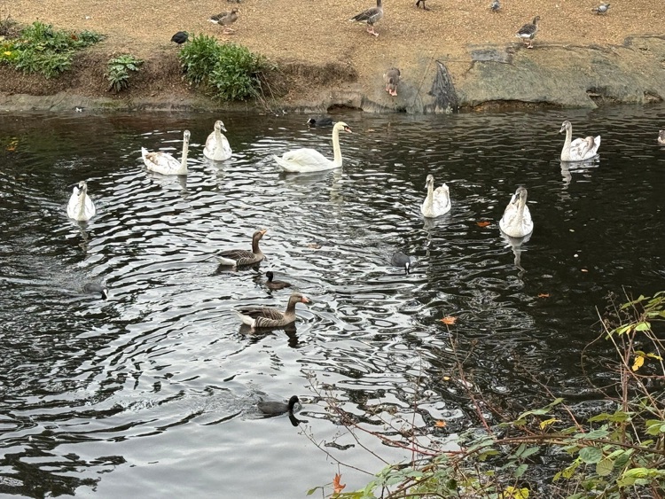 A photo of Victoria Park