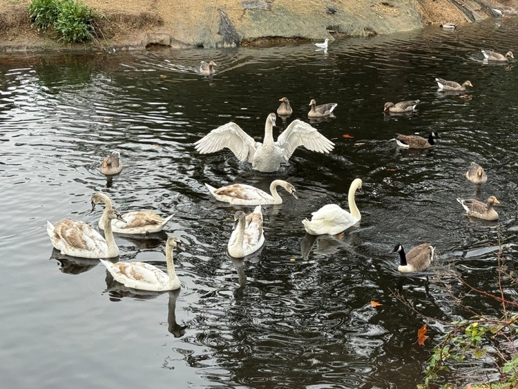 A photo of Victoria Park