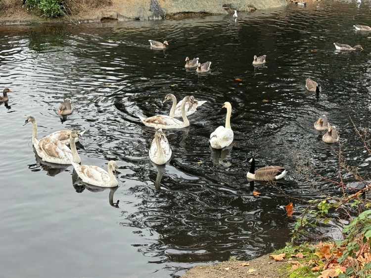 A photo of Victoria Park