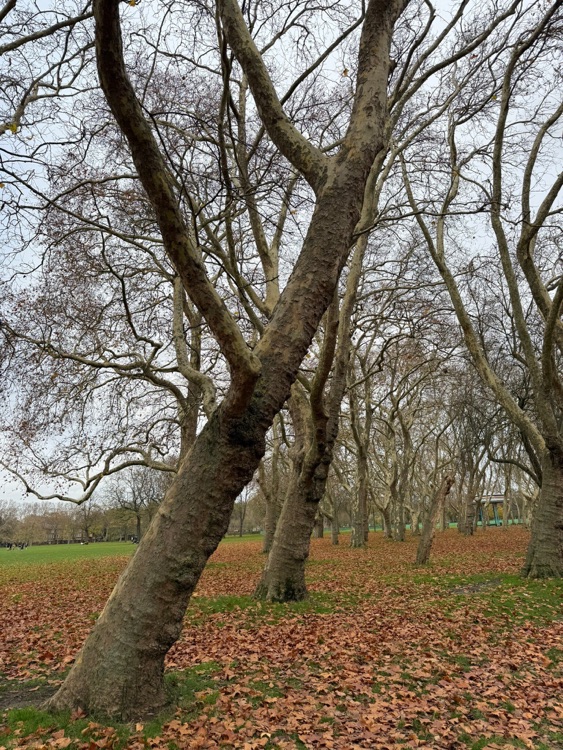 A photo of Victoria Park