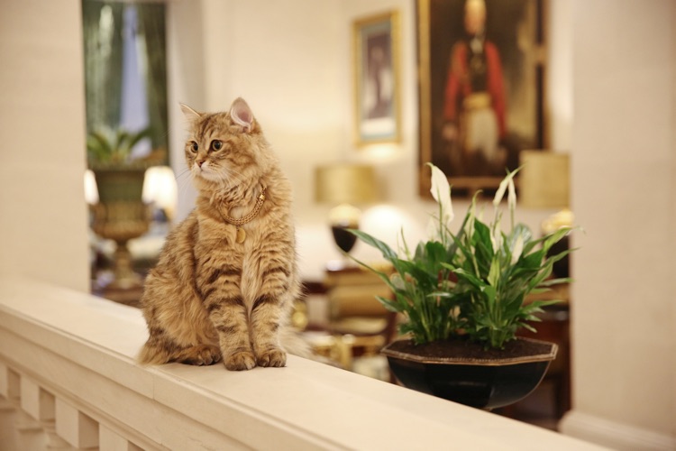 A photo of The Lanesborough