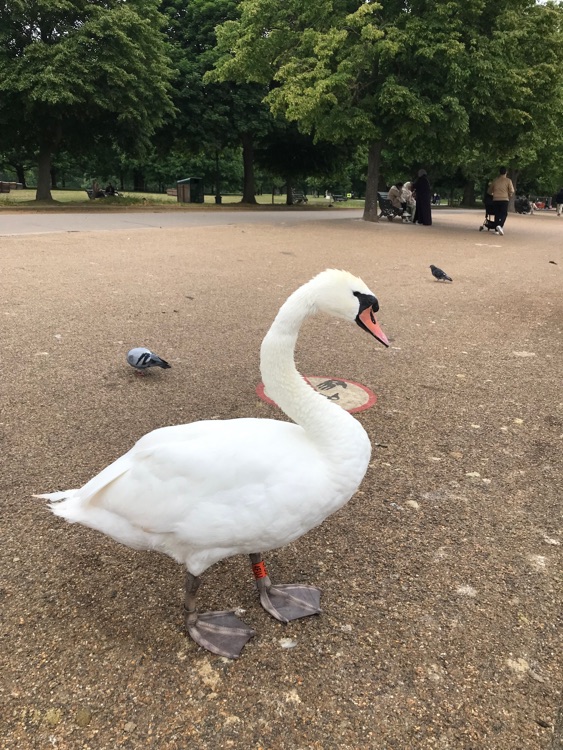 A photo of Hyde Park