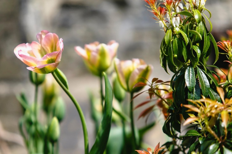 A photo of The Nunhead Gardener