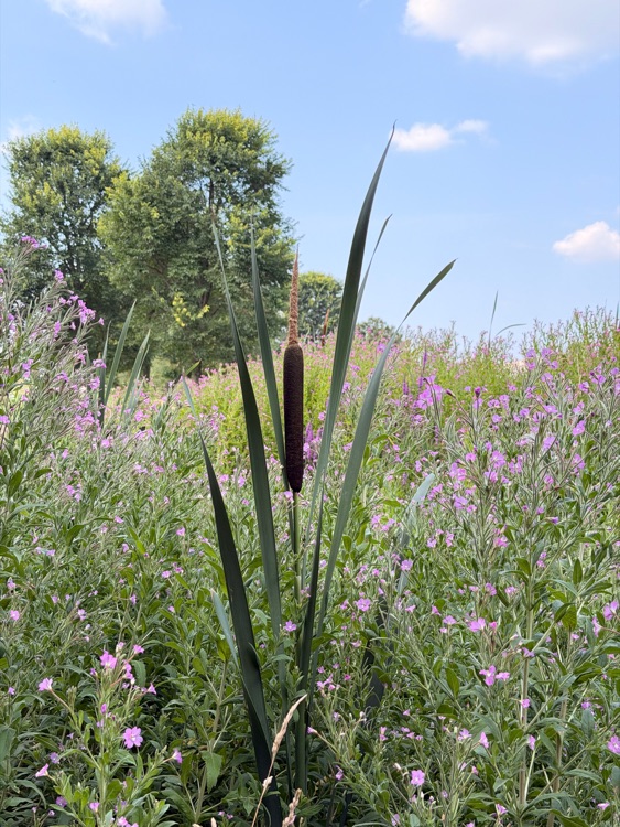 A photo of Queen Elizabeth Olympic Park