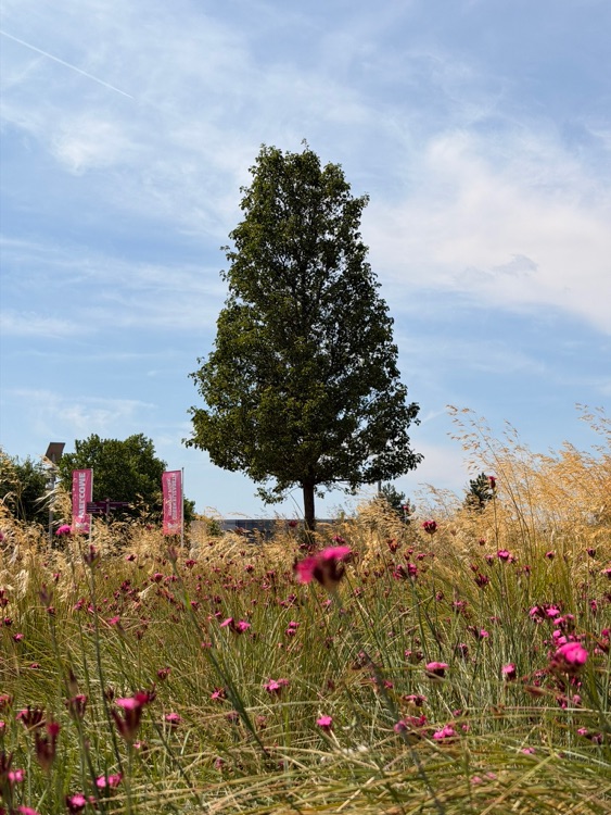 A photo of Queen Elizabeth Olympic Park