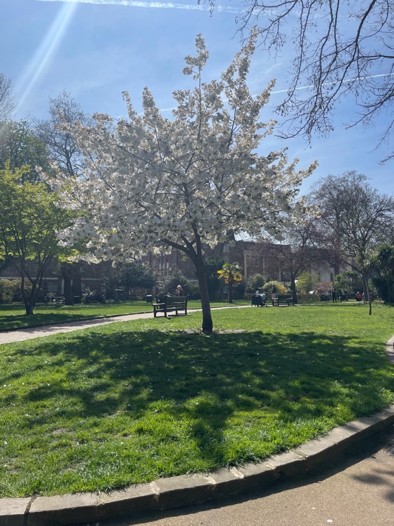 A photo of St Luke's Gardens