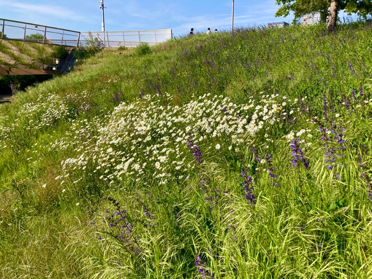 A photo of Queen Elizabeth Olympic Park
