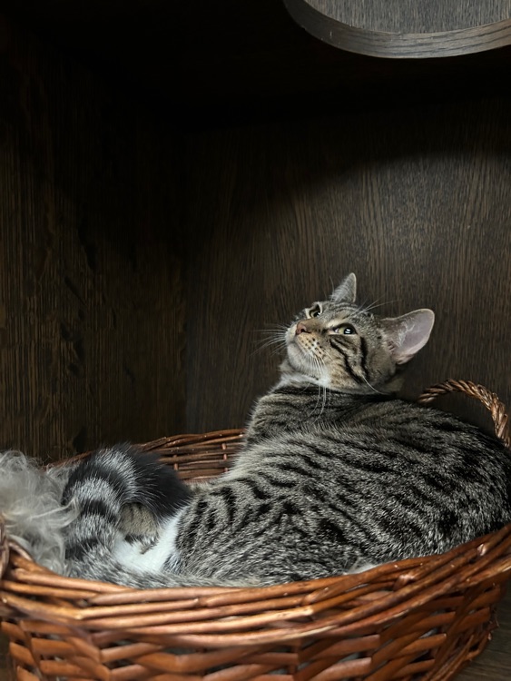 Фото: Java Whiskers