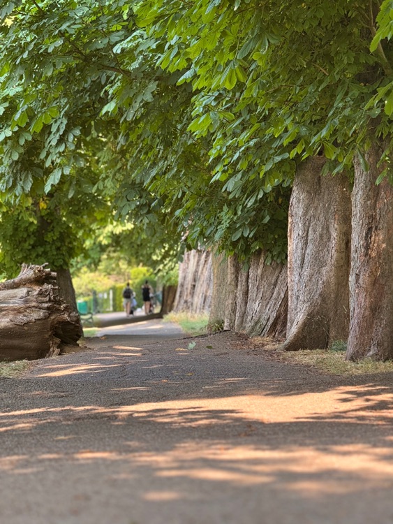 A photo of Ruskin Park