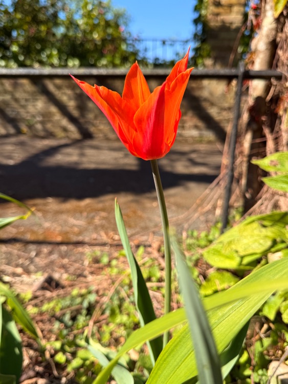 A photo of Ruskin Park