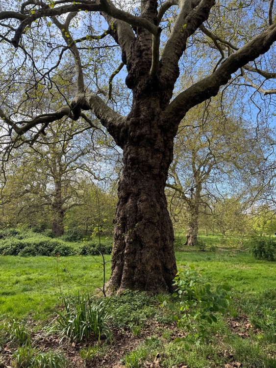 A photo of Hyde Park