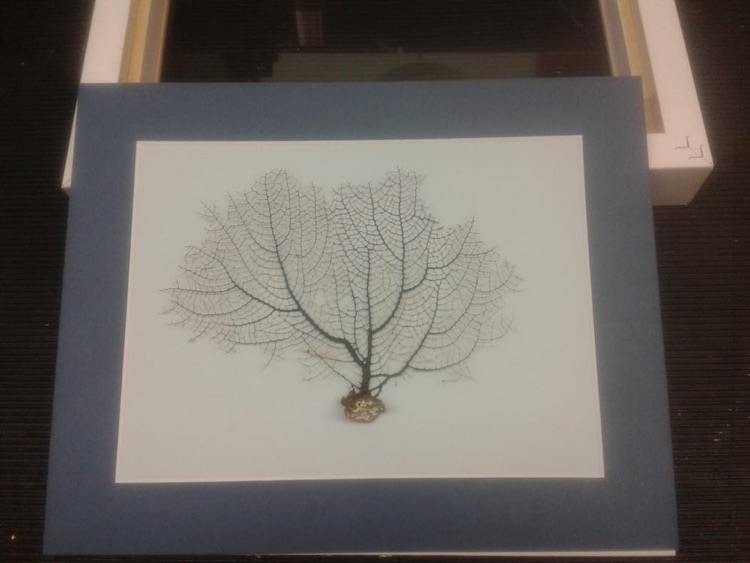 Natural Coral, tastefully mounted ready for box framing.
